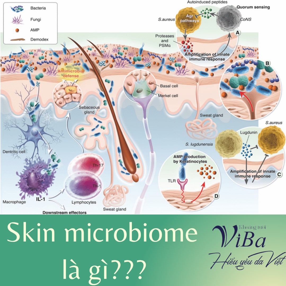 SKIN MICROBIOME LÀ GÌ?