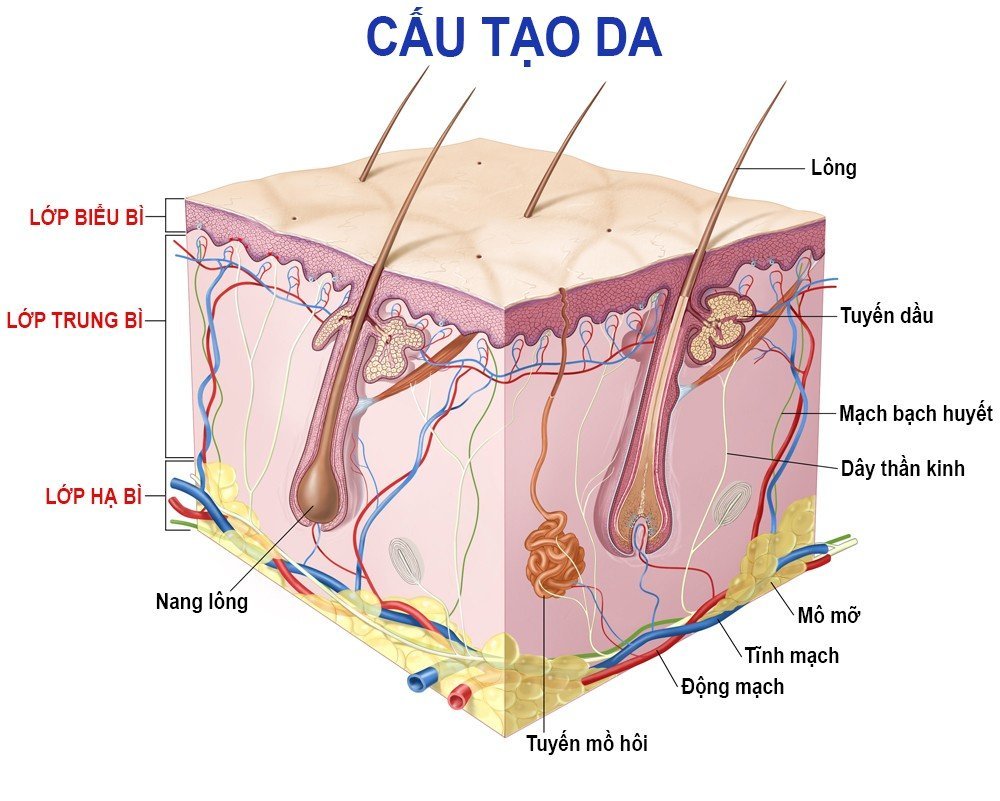 Hệ Sinh thái da The skin microbiome
